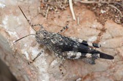 Oedipoda germanica meridionalis