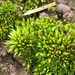 Cuspidate Earth Moss - Photo (c) Tom Neily, some rights reserved (CC BY-NC), uploaded by Tom Neily