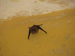 Peropteryx