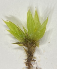 Tortula acaulon