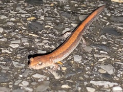 Plethodon sherando