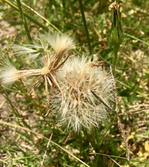 Hypochaeris megapotamica