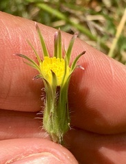 Hypochaeris megapotamica