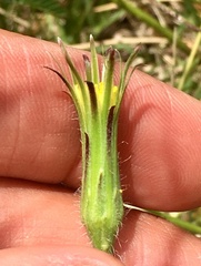 Hypochaeris megapotamica
