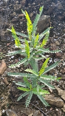 Pseudosmodingium andrieuxii