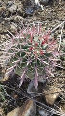 Ferocactus recurvus recurvus