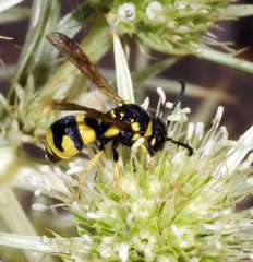 Parodontodynerus ephippium