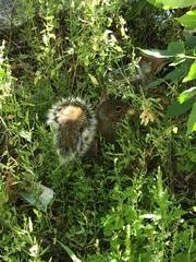 Sciurus carolinensis