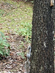 Sciurus carolinensis