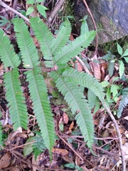 Pteris setulosocostulata