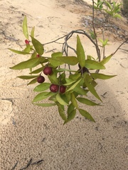 Myrciaria dubia