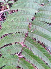 Pteris setulosocostulata