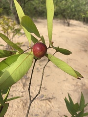 Myrciaria dubia