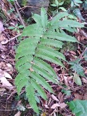 Pteris setulosocostulata