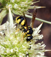 Parodontodynerus ephippium