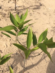 Myrciaria dubia