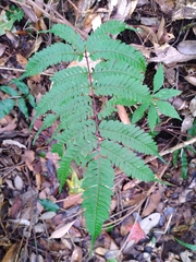 Pteris setulosocostulata