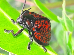 Canistra irrorata