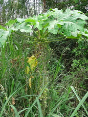 Vasconcellea cauliflora