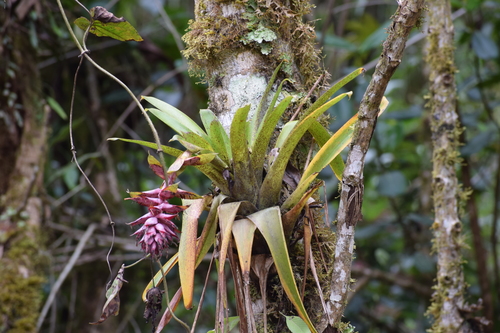 Tillandsia violascens · iNaturalist