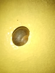 Zachrysia provisoria