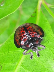 Canistra irrorata