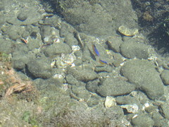 Stegastes flavilatus