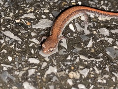 Plethodon sherando