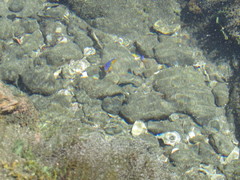 Stegastes flavilatus