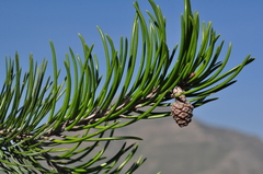 Pinus remota