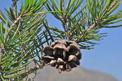 Pinus remota