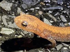 Plethodon sherando