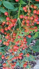 Nandina domestica