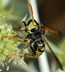 Polistes austroccidentalis