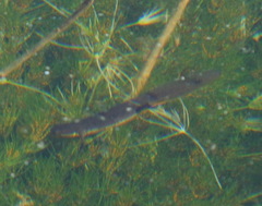 Pleurodelinae