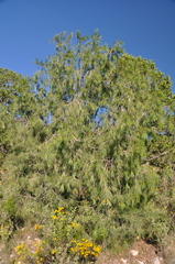 Pinus pinceana