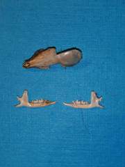 Crocidura suaveolens