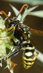 Polistes austroccidentalis