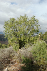 Pinus pinceana