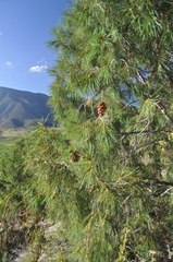 Pinus pinceana