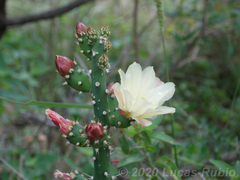 Opuntia salmiana