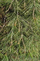 Pinus pinceana