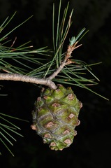 Pinus pinceana