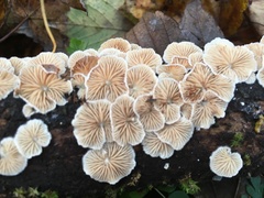 Crepidotus cesatii