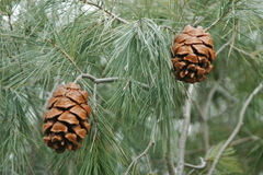 Pinus pinceana