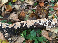 Crepidotus cesatii