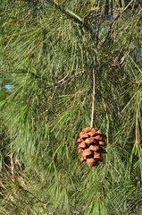 Pinus pinceana