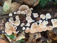 Crepidotus cesatii