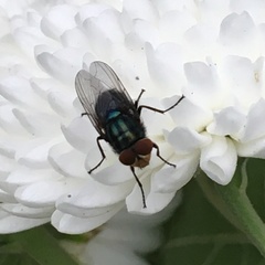 Cochliomyia