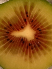 Actinidiaceae